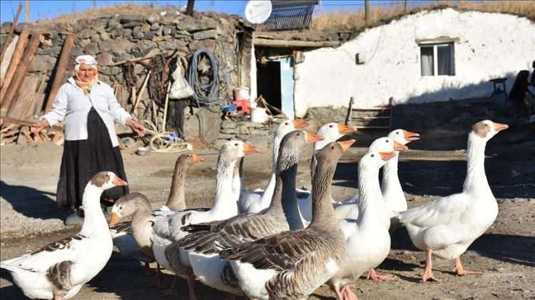 <p><span style="color:#B22222"><strong>45. KARS -</strong></span></p>

<p> </p>

<p>Kars Kazı</p>
