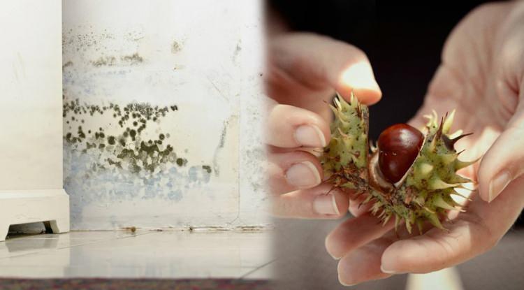 Nem ve rutubet problemine kesin çözüm! 1 adet kestane koyarsanız...