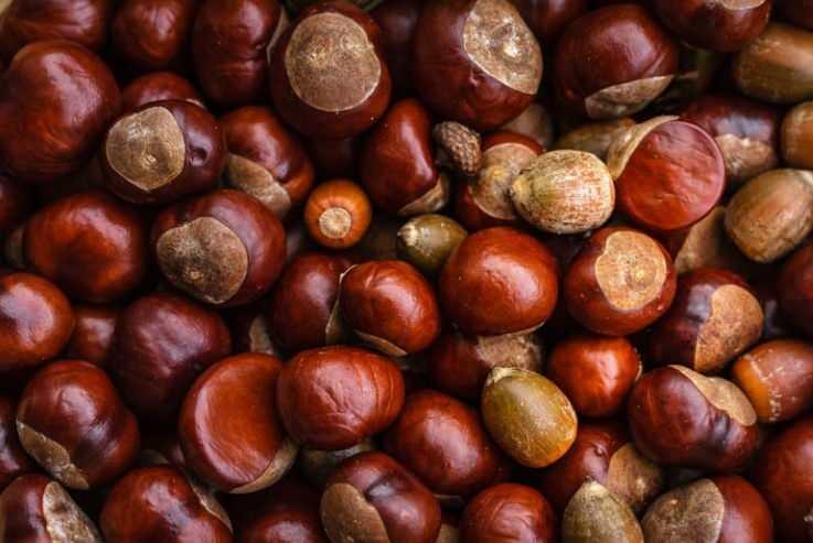 <p><span style="color:#000000"><strong>NASIL UYGULANIR?</strong></span></p>

<p>Hem rutubetten hem de kötü kokudan kurtulmak için at kestanelerini alın ve evinizin belirli alanlarını yerleştirin.</p>
