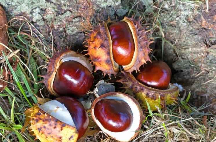 <p><span style="color:#000000"><strong>1 ADET KESTANEYİ KOYMANIZ YETERLİ </strong></span></p>

<p>At kestanelerini en sık rutubet olan yerler arasında yer alan; dolabın raflarına, çekmece köşelerine, ayakkabılık içine ve bavullara yerleştirebilirsiniz.</p>
