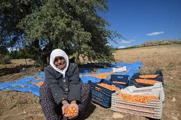 <p><span style="color:#B22222"><strong>Alıç toplayanlardan Tarlan, 'Bu sene havalar çok kurak geçti, ağaçlarda geçen yıla göre daha az meyve var. Toplanması da oldukça zor ama emeğimizin karşılığını almak için sabırla çalışıyoruz. Alıcı hem evimizde tüketiyoruz hem de sirke yaparak değerlendiriyoruz' dedi.</strong></span></p>

<p> </p>
