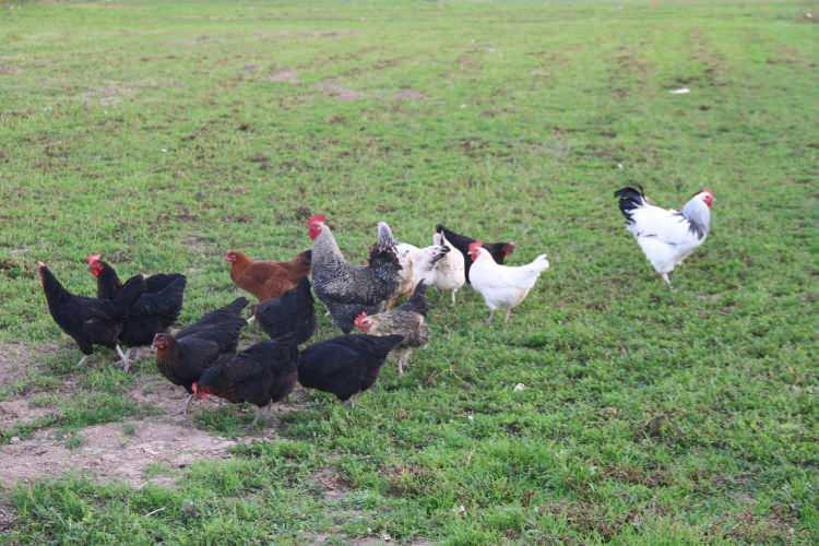 <p>Gazipaşa Mahallesi'nde 7 tavuğu telef olan Mehmet Keskin, "Sadece doğal yumurtasını yemek için besliyoruz ama 10-15 tane başıboş köpek var. Köpekler her gün 1-2 tanesini alıyor. Hakkından gelemiyoruz. Böyle hazır nazır bekliyoruz. Eğer 10-15 tanesi birden gelirse tavukların hakkından gelemiyoruz, köpeklerin de hakkından gelemiyoruz. Vuramıyoruz, yasak. Belediyeye söylüyoruz, almıyorlar. 'Onlar sokak köpeği, siz tavuklarınızın hakkından gelin' diyorlar. Benim 7 tane tavuğum gitti. Şurada komşumuz Hacı abla var, onun da 4 tane gitti. Toplam 11 tane tavuğumuz gitti. Sabahleyin mesela çocuğu okula gönderiyoruz, gönderemiyoruz. Başında gitmek gerekiyor. Yani sıkıntılı. Tenha mahalle olduğu için gelen köpeğini buraya bırakıyor. Belediye de almayınca biz her gün böyle tavuğun başında durmak zorunda kalıyoruz. Tavukları sabah saat 8'de çıkarıyoruz, akşam 4'e kadar başlarında duruyoruz. Aynı çoban gibi. İşte komşularımız da şahit" dedi.</p>
