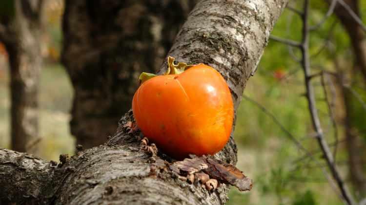 <p><span style="color:#A52A2A"><strong>ÜCRETSİZ İKRAMDA BULUNUYOR</strong></span></p>

<p> </p>

<p>Çakmakçı, o günden bu yana bahçesinde yetiştirdiği meyve ve sebzeleri yoldan geçen ya da bahçesini ziyarete gelenlerle ücretsiz olarak paylaşıyor.</p>
