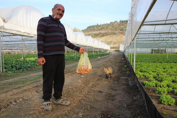 <p><strong><span style="color:rgb(178, 34, 34)">ETRAFTA KUŞ UÇURTMUYOR</span></strong></p>

<p>Çeşitli sebzelerin yetiştirildiği seranın yakınlarında yuva yapıp çevresinde kuş uçurtmayan ‘Eylül' adını verdiği tilki Sarı'nın sesini duyar duymaz koşarak yanına geliyor. </p>
