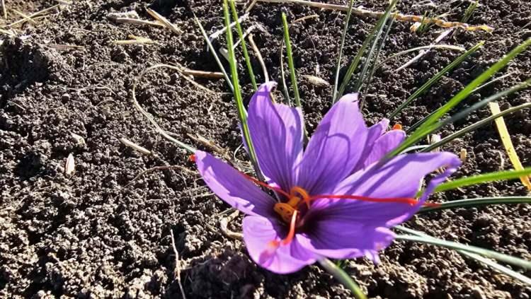 <p><strong>Yüksek değeriyle dikkat çeken bitkinin korunması için tarlalarda güvenlik önlemleri ise artırıldı.</strong></p>
