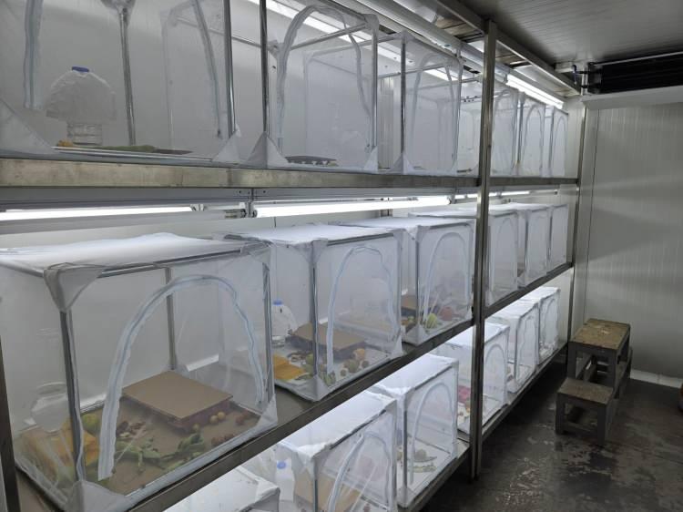 <p><span style="color:#B22222"><strong>YERLEŞİK HALE GELDİ</strong></span></p>

<p>Artvin Çoruh Üniversitesi Orman Fakültesi Öğretim Üyesi Prof. Dr. Temel Göktürk, kahverengi kokarcanın Doğu Karadeniz'den başlayıp 2018'den bu yana Türkiye'nin birçok bölgesine yayıldığını; 2025 itibarıyla Marmara (özellikle Yalova, Bursa) kıyılarında da yerleşik hale geldiğini söyledi. Göktürk, böceğin özellikle fındık başta olmak üzere birçok tarım ürününde ekonomik kayba yol açtığını, yayılmanın insan ve ticari taşıma kaynaklı olduğunu vurguladı.</p>
