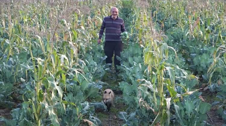 <p><strong><span style="color:rgb(178, 34, 34)">“YILANLARI, FARELERİ AVLIYORLAR, TARLAMDA BİR TANE FARE YOK”</span></strong></p>

<p>Kedilerle sık sık oynayan tilkiye köy halkı da alıştı. Tilki ve kardeşlerinin varlığından hiç endişe duymadıklarını anlatan çiftçilerden Şahin Sarı ise <strong>"Tilkilerin bize kârı var, zararı yok. Yılanları, fareleri avlıyorlar. Şu anda benim tarlamda bir tane bile fare yok" </strong>şeklinde konuştu.</p>
