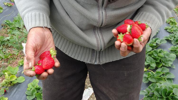 <p>Bu yıl özellikle çilek hasadına odaklandığını belirten Çakmakçı, <strong>"Bu yıl herkesi çileğe doyuracağım."</strong> diyerek gelen misafirlerine hem ikramda bulunuyor hem de gönül sohbetiyle uğurluyor.</p>
