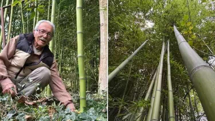 <p><span style="color:#800000"><strong>Trabzon’da gördüğü bambudan etkilenen Samsunlu emekli işçi Nedim Taflan, 10 yıl önce hobi olarak başladığı üretimi kazanç kapısına dönüştürdü. 4,5 dönümlük arazisinde yetiştirdiği bambulardan 500 bin liranın üzerinde gelir elde etti.</strong></span></p>
