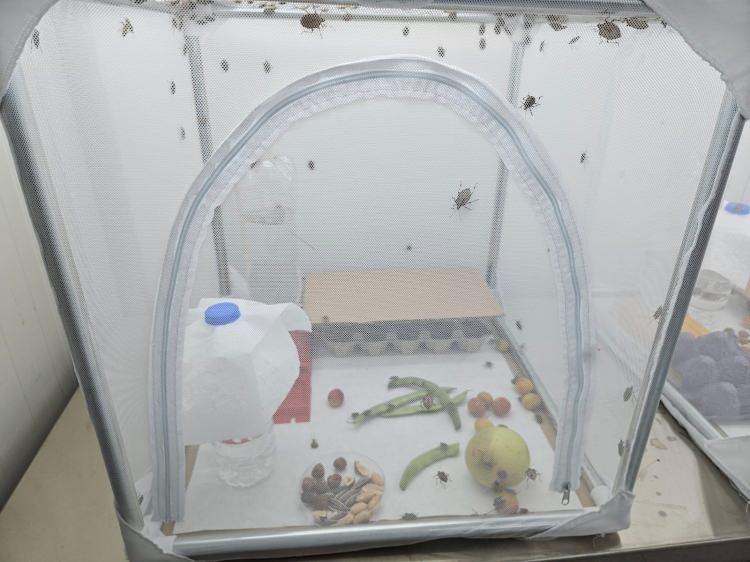 <p>Artvin'de ilk kez 2018 yılında tespit edilen kahverengi kokarca böceği (Halyomorpha halys), Karadeniz bölgesi üzerinden hızla yayılmaya devam ediyor. Türkiye'nin tarımsal üretimini tehdit eden bu zararlı, meyve ağaçları, sebzeler ve diğer birçok bitki türü üzerinde büyük zararlar oluşturuyor.</p>
