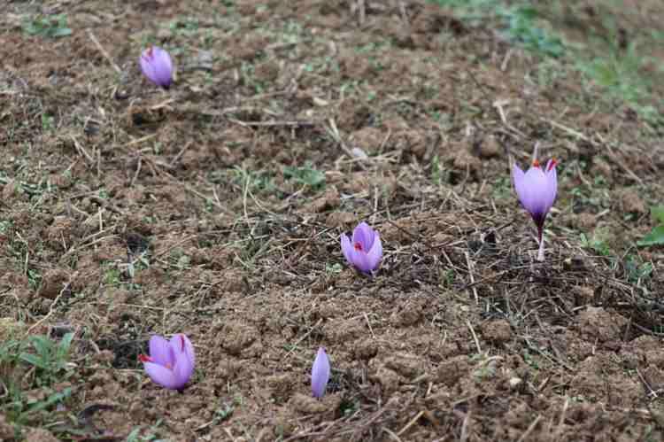 <p><strong>Çiftçiler ise "Bu yıl bereketli geçti. Bir tarladan 25 kilograma kadar ürün topladık. Elde edilen mahsulün çoğu yurt dışına gidiyor." yorumunda bulundu.</strong></p>
