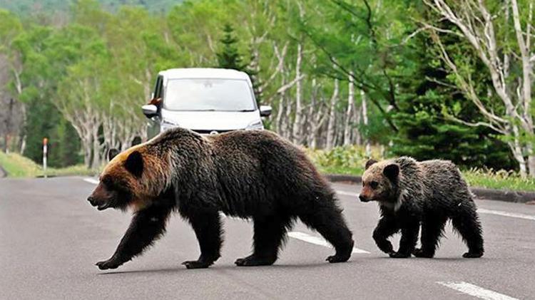 <p>Daha önce polisin ayılara karşı ateşli silah kullanması yasaktı. Karara göre 13 Kasım'dan itibaren ayı saldırılarının yoğun görüldüğü <strong>Iwate ve Akita </strong>eyaletlerinde polis, yerel eyaletlerin onay vermesi için yeterli zaman olmaması halinde tüfeklerle ayılara ateş açabilecek.</p>
