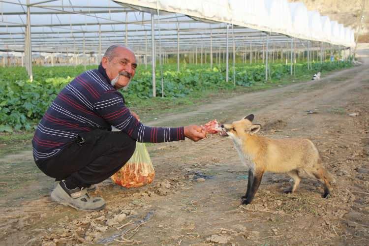 <p>Amasya'da çiftçi Necati Sarı, ‘Eylül' adını verdiği ve kurnazlığıyla bilinen tilki için bir ay boyunca mangal partisi yaptığını söyledi.</p>

<p> </p>
