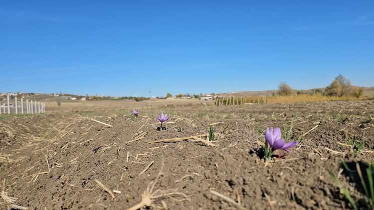 <p><span style="color:#FF0000"><strong>JANDARMA EKİPLERİ GECE GÜNDÜZ NÖBET TUTUYOR</strong></span></p>

<p><strong>Kilogram fiyatı 600 bin liraya kadar çıkan safran, bölge ekonomisine büyük bir katkı sağlıyor.</strong></p>
