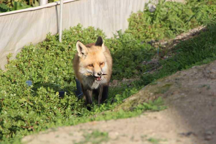 <p><strong><span style="color:rgb(178, 34, 34)">"KAZA KURŞUNUNA KURBAN GİTMESİNDEN ÇOK KORKUYORUM"</span></strong></p>

<p>Tilki dostuna günde 2 saat vakit ayırdığına değinen Sarı, <strong>"Arazilere zarar veren domuzlar avlandığı için kaza kurşununa kurban gitmesinden çok korkuyorum. En büyük korkum bu. Kaybolmasından da korkuyorum. İnşallah başına bir şey gelmez. Allah ne kadar ömür verirse, sonuna kadar tikli dostuma bakacağım"</strong> diye konuştu.</p>

<p> </p>
