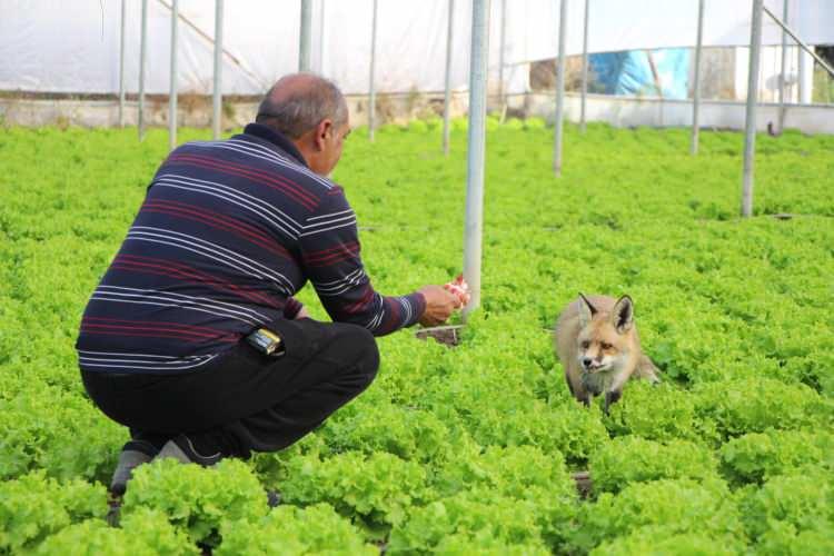 <p>Amasya merkeze bağlı Büyük Kızılca köyünde çiftçilik yaparak geçimini sağlayan evli ve 1 çocuk babası Necati Sarı, serasının yakınında annesiz kaldıklarını gördüğü iki yavru tilkiyi takip edip günlerce besledi. </p>
