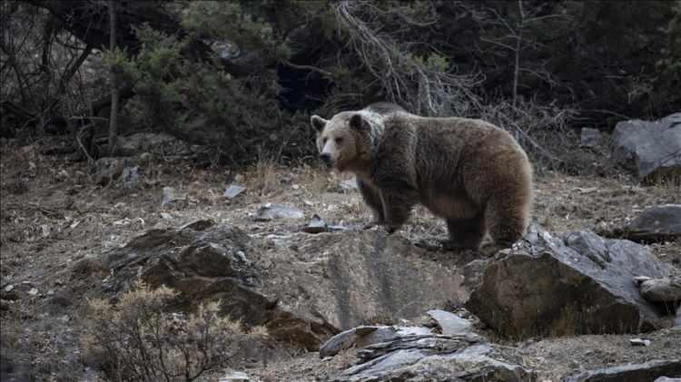 <p><span style="color:#B22222"><strong>AYILAR TEHLİKE SAÇIYOR</strong></span></p>

<p>Japonya'da yaklaşık 13.000 boz ayı yaşıyor ve hepsi Hokkaido'da yaşıyor. Yetkililer, bu sayının 20.000'i aşabileceğini tahmin ediyor.</p>
