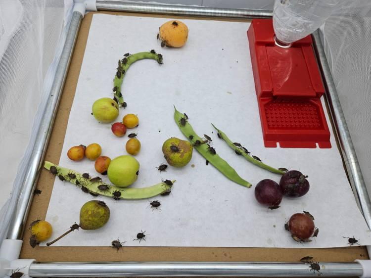 <p>Prof. Dr. Göktürk açıklamasında şunlara değindi:</p>

<p> </p>

<p><br />
"Kahverengi kokarca son yıllarda Türkiye'nin baş belası haline gelmiş olan önemli bir zararlı böcek türümüz. Bu böcek türü şimdiye kadar bilmiş olduğumuz böceklerin belki de en tehlikelisi. Hiçbir zaman soyu tükenmeyen, her zaman bir sonraki yıl daha fazla popülasyon oluşturan bir tür. Bu sene yüksek miktarda popülasyon varken seneye daha yüksek miktarda popülasyon oluşturabiliyor. Böceğin tehlikesi şuradan geliyor; normalde ekonomik bir zararlı. Yani ürünün değerini düşürecek derecede zarar veriyor. Ürünün suyunu emerek kalitesini düşürüyor ve salgıladığı salgılarla beraber ürünün acılaşmasına neden oluyor. Son yıllarda özellikle Doğu Karadeniz bölgesindeki fındık alanlarında en önemli zararlı tür haline geldi. Fındığın öz suyunu emerek acılaşmasına neden oluyor ve bu da üreticinin gelirini ciddi biçimde azaltıyor. 2018 yılında Artvin'in Kemalpaşa ilçesinde tespit edildiğinden bu yana Artvin, Rize, Trabzon, Ordu, Giresun, Samsun ve Doğu Karadeniz genelinde yayılım gösteren böcek, 2025 itibariyle Marmara'nın Yalova ve Bursa illerinde de aktif olarak yerleşmiş durumda."</p>
