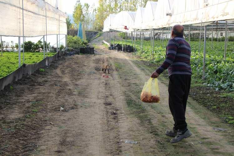 <p>Gün geçtikçe büyüyüp güçlenen dostunu sonrasında da et ve dönerle beslemeyi sürdürdü.</p>

<p> </p>
