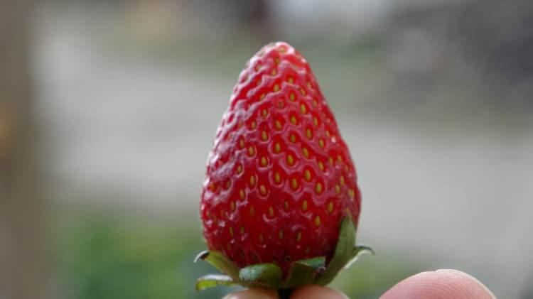 <p><span style="color:#A52A2A"><strong>"ARTIK BU BAHÇE HAYIRLARA VESİLE OLSUN"</strong></span></p>

<p> </p>

<p>Bahçeye 15 yıl boyunca eşiyle birlikte baktığını dile getiren Çakmakçı, <strong>"Hanımım çok gayretli ve hevesli bir insandı, bu toprakların her karışında onun emeği var. Ancak ne yazık ki 2010 yılında kendisini bir trafik kazasında kaybettim. O günden sonra bu bahçeyi daha çok benimsedim ve son 15 yıldır tek başıma ilgileniyorum. <em><span style="color:rgb(165, 42, 42)">Biz 30 yıl önce bu bahçeden çok kazanç elde ettik. Sonra kendi kendimize dedik ki, ‘Bugüne kadar bu bahçeden çok ekmek yedik, artık bu bahçe hayırlara vesile olsun.' </span></em>Ülkenin her yerinden gelen ziyaretçilerin burada gönüllerince faydalanmasını istedim. Buraya gelip bahçeden meyve yiyen herkese malım helaldir." </strong>şeklinde konuştu.</p>
