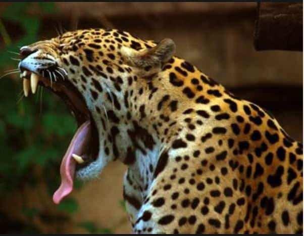 <p><span style="color:inherit"><span style="color:rgb(178, 34, 34)"><strong>İŞTE ISIRMA KUVVETİ EN FAZLA OLAN CANLILAR!</strong></span></span></p>

<p> </p>
