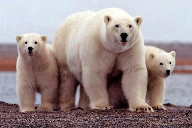 <p><span style="color:inherit"><span style="color:rgb(178, 34, 34)"><strong>8)  KUTUP AYISI</strong></span></span></p>

<p> </p>
