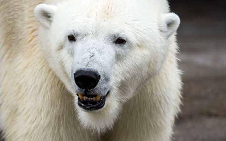 <p><span style="color:inherit"><strong>1.200 PSİ</strong></span></p>

<p> </p>
