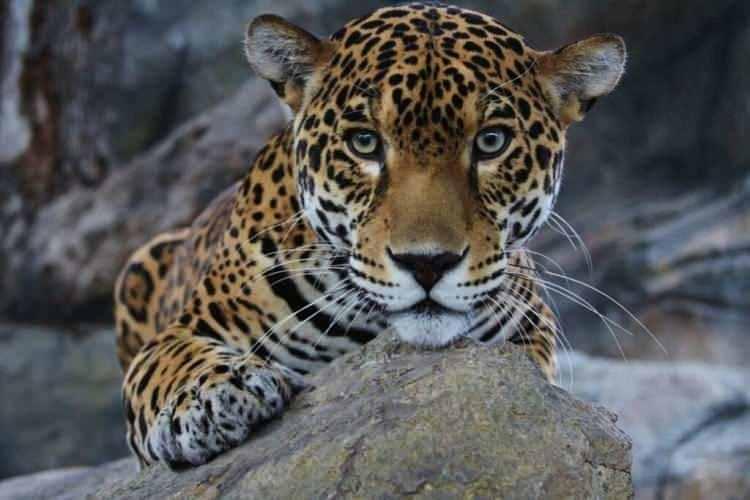 <p><span style="color:inherit"><strong>1.500 PSİ</strong></span></p>

<p> </p>
