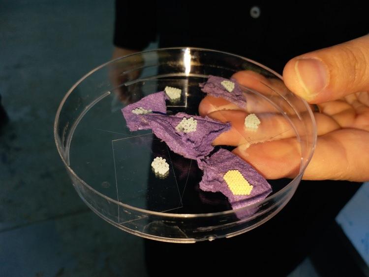 <p>Son aylarda Türkiye'nin adeta baş belası haline gelen kahverengi kokarca ilk kez görüldüğü Artvin'den Marmara Bölgesi'ne de ulaştı. Uzmanlar, tarım arazisini tehdit eden kokarcaların artık Marmara'da da yerleşik olduğunu söyledi. </p>
