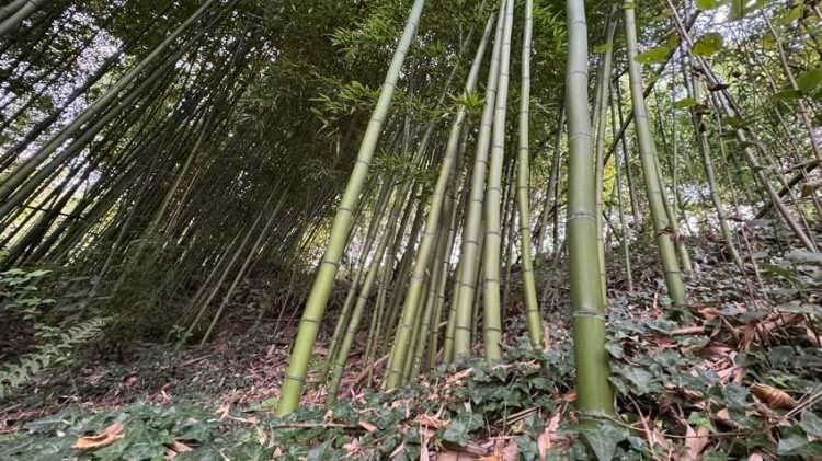 <p><span style="color:#B22222"><strong>GENÇLERE DE ÖRNEK OLMAK İSTİYOR</strong></span></p>

<p>Elde ettiği başarıyla çevresindekilere ilham olan emekli işçi, özellikle kırsal bölgelerde yaşayan gençlerin tarıma yönelmesini istiyor. Taflan, </p>
