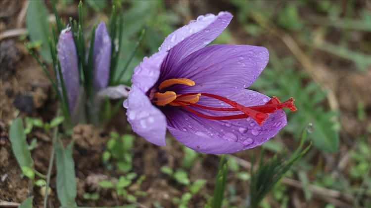 <p><strong>Tüm dünyada Karabük'ün Safranbolu ilçesiyle özdeşleşen safranın hasadı, bu yıl da çeşitli illerde eşzamanlı olarak devam ediyor.</strong></p>
