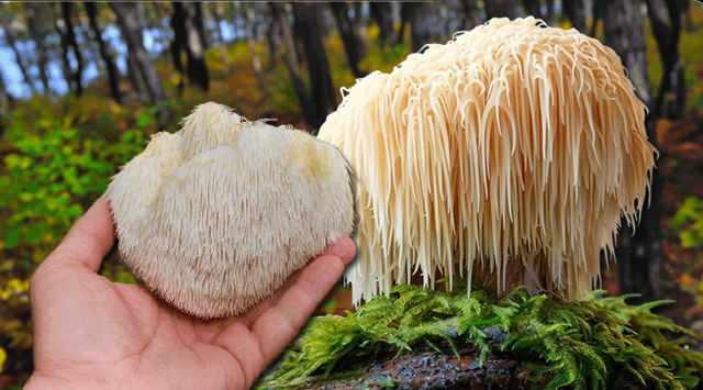 Karadeniz'de tesadüfen keşfetti! Balkonda üretime başladı: Kilosu 2000 TL'den alıcı buluyor