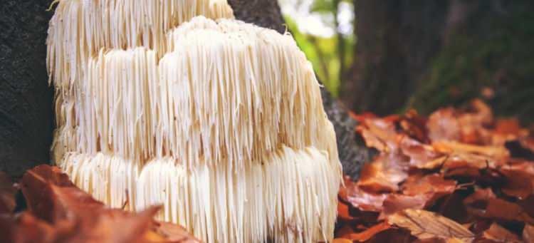 <p>Karadeniz ormanlarında kayın ağaçlarının gövdesinde beyaz saçaklar halinde sarkan mantarları gören girişimci, mantarı araştırdığında <strong>tıbbi faydaları ile ünlenen bir mantar olduğunu</strong> öğrendi.</p>
