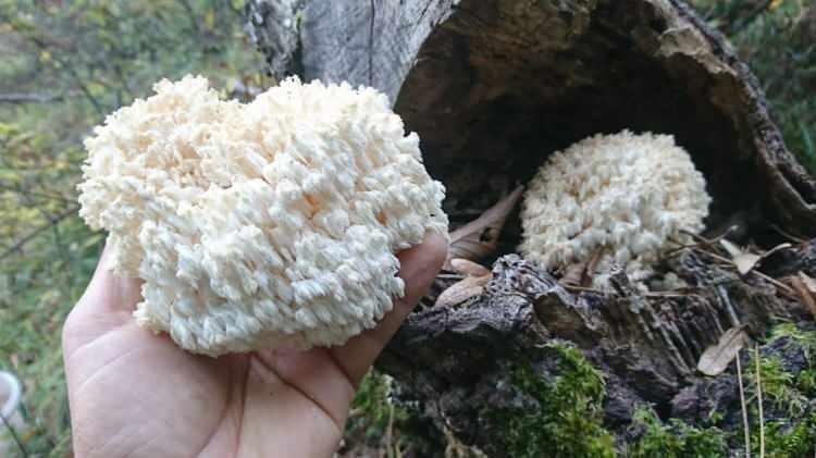 <p><strong>Güneş ışığına ihtiyaç duymayan Aslan yelesi mantarı</strong>, yüksek nemli ortamlarda rahatlıkla yetişebildiği için balkon, kiler veya kapalı herhangi bir alan bu mantarın yetiştiriciliği için ideal bir ortam sunuyor.</p>
