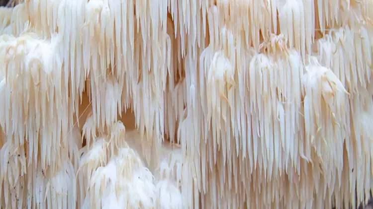 <p><span style="color:#800080"><strong>BALKONDA KENDİ ÜRETİM ALANINI KURDU</strong></span></p>
