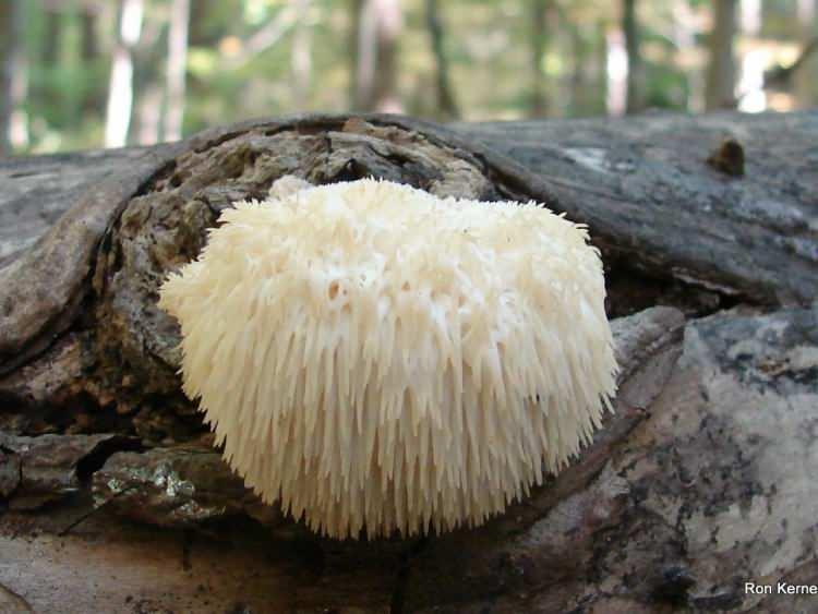 <p>Girişimci de talaş ve besin karışımından oluşan steril blokların içine misel ekerek üretime başladı. Ortamın sıcaklığını <strong>18-22 derece arasında</strong> tutan üretici, doğru nem seviyesini ayarladığında mantarın sağlıklı bir şekilde büyüdüğünü belirtiyor.</p>
