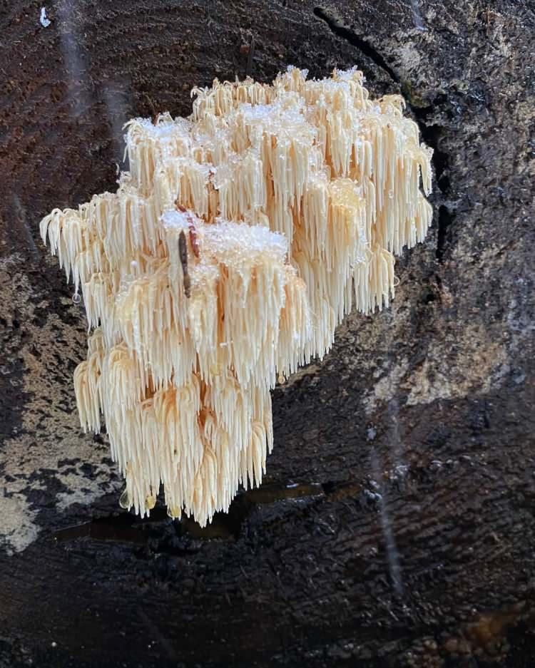 <p><span style="color:#800080"><strong>FAYDALARI SAYMAKLA BİTMİYOR</strong></span></p>
