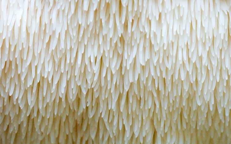 <p>Türkiye'de henüz az sayıda kişi tarafından yetiştirilen <strong>Aslan yelesi mantarı</strong>, özel şeflerden sağlıklı yaşam meraklılarına kadar geniş bir yelpazede talep görüyor. Ayrıca yapılan araştırmalar da bu mantarın <strong>antioksidan açısından zengin olduğunu</strong> ve hafızadan sinir sistemini desteklemeye kadar pek çok faydası olduğunu ortaya koyuyor.</p>
