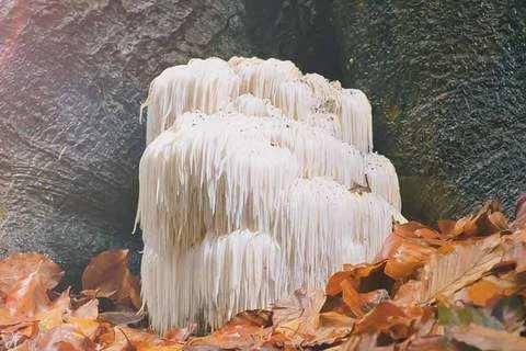 <p>Sağlık açısından oldukça faydalı olan bu mantarın pazardaki fiyatı da buna bağlı olarak oldukça yüksek. Üreticiler tarafından verilen bilgiye göre <strong>Aslan yelesi mantarının kilosu 2000 TL'den satışa sunuluyor.</strong></p>
