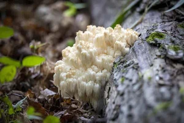 <p>Uzmanlar, <strong>Aslan yelesi mantarının</strong> Türkiye’de alternatif tarım modellerinden biri olarak büyük bir potansiyel taşıdığını belirtiyor. <strong>Küçük alanlarda yüksek gelir elde etme imkânı</strong> sunan bu tıbbi mantar, düşük maliyetle başlayıp kısa sürede karlı bir iş modeline dönüşebilecek bir fırsat yaratıyor.</p>
