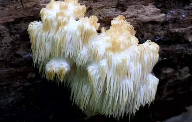 <p>Özellikle <strong>sporcular, sağlıklı beslenme uzmanları</strong> ve <strong>tıbbi mantar kullanıcıları</strong> gibi geniş bir müşteri kitlesine hitap eden <strong>Aslan yelesi mantarı</strong>, girişimciler için sürdürülebilir bir gelir kaynağı olma özelliği taşıyor ve genç girişimcilerin ilgisini çekiyor. <strong>Bu alandaki potansiyel</strong>, mantar yetiştiriciliği konusunda Türkiye'de yeni bir dönemin başlangıcını işaret ediyor.</p>
