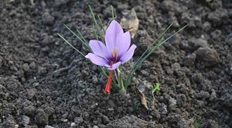 <p><strong>Dünyanın en değerli bitkileri arasında yer alan ve gramı altınla yarışan safran, hem sağlığa olan faydaları hem de ekonomik getirisiyle adından söz ettiriyor.</strong></p>
