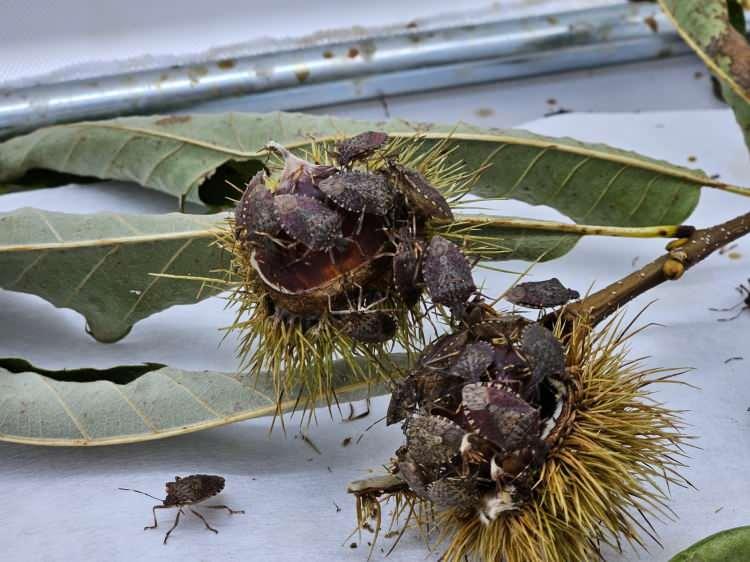 <p><span style="color:#B22222"><strong>"İnsan faaliyetleri yayılışı hızlandırıyor"</strong></span></p>

<p>"Bu böceğin taşınmasındaki en büyük etken kendi uçuşu değil, insanlar" diyen Göktürk, "Ticaret veya seyahat amaçlı araçlarla taşınarak yeni bölgelere yerleşiyor. İçinde su bulunan sebze ve meyvelerle beslenebiliyor. Bu da, Karadeniz'de fındığa zarar veren bu türün, Marmara'daki birçok ürün için de tehdit oluşturduğu anlamına geliyor. Böceğin yayılışını sınırlandıracak doğal bir faktör Türkiye'de mevcut değil. Karadeniz'den Marmara'ya, oradan Ege kıyılarına kadar yayılım göstermesi bekleniyor. 2 bin metre rakıma kadar yaşayabiliyor, bu da birçok yerleşim alanında zarar oluşturabileceğini gösteriyor" ifadelerini kullandı.</p>
