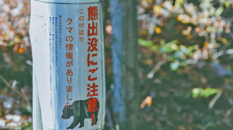 <p>Japonya'daki ayı vakalarının dünya sıralamasında en üst sıralarda yer aldığı bildirildi.</p>
