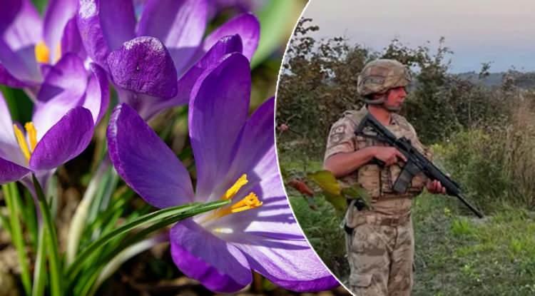 Dünyanın en değerli bitkisi, kilosu 600 bin TL! Askerler tarlanın başında nöbet tutuyor