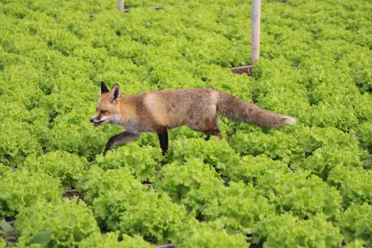 <p>Kurnazlığıyla bilinen tilkilerden biriyle dostluk kuran hayvansever çiftçi, sevimli misafirine bir ay boyunca et pişirip mangal partisi de yaptı. </p>
