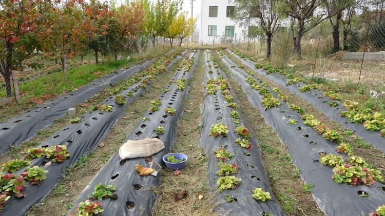 <p><span style="color:#A52A2A"><strong>5 BİN ZİYARETÇİ AĞIRLAMAK İSTİYOR</strong></span></p>

<p> </p>

<p>Sosyal medyada kısa sürede fenomen hâline gelen <strong>"Hayır Bahçesi" </strong>Türkiye'nin dört bir yanından ziyaretçi çekmeye başlarken, ziyaretçilerin yoğun ilgisinden memnun olduğunu belirten İbrahim dede hedefinin yıllık <em><strong>5 bin ziyaretçiye ulaşmak olduğunu dile getirdi.</strong></em></p>
