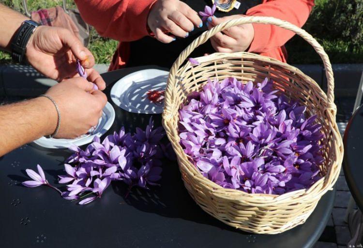 <p><span style="color:#FF0000"><strong>"BU YIL 25 KİLOGRAM ÜRÜN TOPLADIK"</strong></span></p>

<p><strong>Üreticileri ziyaret eden Çorum Valisi Ali Çalgan, üretimin toplumsal kalkınmadaki önemine dikkat çekti. </strong></p>
