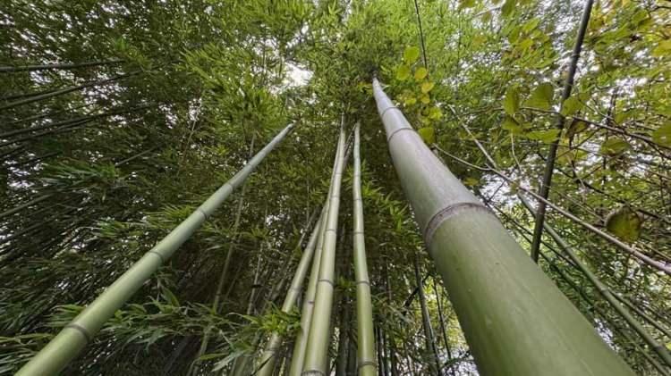 <p>Bambu çubuklarını dekoratif ürün, bahçe mobilyası ve peyzaj malzemesi olarak değerlendiren Taflan, taleplere yetişmekte zorlandığını belirtiyor.</p>
