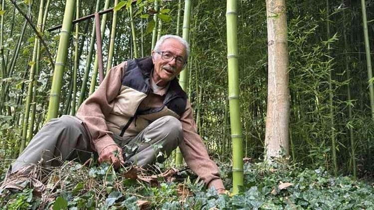 <p>Samsun’da yaşayan emekli işçi Nedim Taflan, 10 yıl önce Trabzon’da gördüğü bambudan etkilenerek üretime başladı. Başlangıçta tamamen hobi olarak yetiştirdiği bambular, kısa sürede gelir kapısına dönüştü. Taflan, kendi imkanlarıyla oluşturduğu 4,5 dönümlük arazisinde bambu üretimini sürdürüyor.</p>
